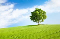 solitary tree on grassy hill and blue sky with clouds in the background