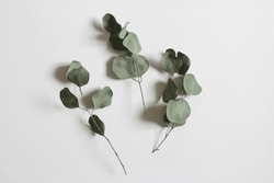 Dry eucalyptus tree leaves and branches isolated on white table background. Green trendy foliage. Minimal floral composition, decor. Flat lay, top view. No people. Web banner.