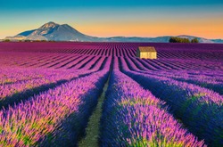 Majestic colorful lavender fields near Valensole touristic village, Provence region, France, Europe 