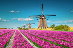 Beautiful travel and touristic destination. Fantastic colorful tulip fields with old dutch windmills, Kinderdijk, Netherlands, Europe