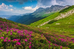 Breathtaking summer landscape, alpine colorful pink rhododendron mountain flowers on the slopes in Bucegi mountains, Carpathians, Transylvania, Romania, Europe