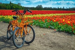 Parked tourist bicycles on the farmland and colorful tulip fields in background, Lisse, Netherlands, Europe