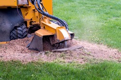 close up of a stump grinder machine, grinding up a tree stump into saw dust and mulch