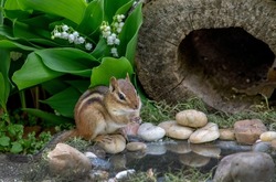 Striped chipmunk gazes into a small pond with rocks, by lilly of the valley flowers