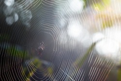 Spider on the web. Spider spins spider web in morning sunshine