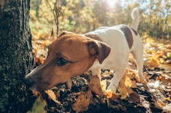 Dog hunting outdoors. Autumn season
