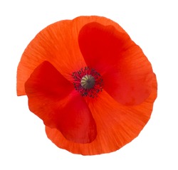 Close-up Corn Poppy (papaver rhoeas) Isolated with Clipping Path