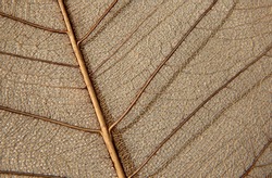    Skeleton of peepal tree leaf used to paint on it                                            