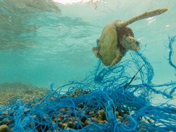 Green sea turtle entangled in a discarded fishing net