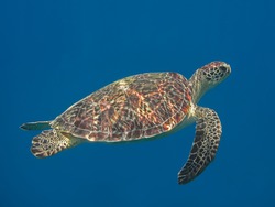 Green sea turtle in blue sea water, tropical tortoise swimming underwater