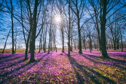Sunny flowering forest with a carpet of wild violet crocus or saffron flowers, amazing landscape, early spring in Europe