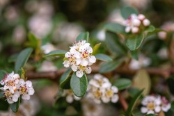 Blossoming bearberry cotoneaster or Cotoneaster dammeri shrub with beautiful white flowers, natural outdoor botanical background