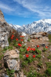 Flowering hills of Chimgan mountains with beautiful wild tulip flowers, amazing nature landscape with rocks, hiking trail, snowy peak of Greater Chimgan and blue sky, travel background, Uzbekistan