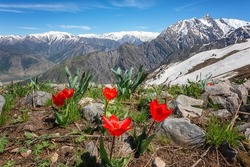 Blossom of wild growing beautiful red tulip flowers in Chimgan mountains in spring, amazing nature landscape with snowy peak of Greater Chimgan and blue sky, outdoor travel background, Uzbekistan