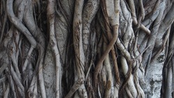 tree trunk grunge natural, organic background, texture.