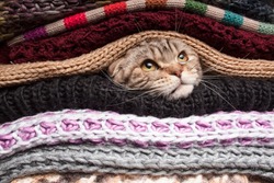The cat is preparing for winter, wrapped up in a pile of woolen clothes