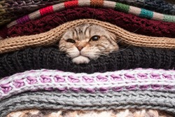 angry cat is preparing for winter, wrapped up in a pile of woolen clothes
