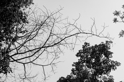 silhouette dry tree branch with sky on background in black and white tone