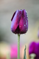 Close up water drops on purple tulip - 1