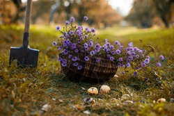 flowers perennial Aster in the wicker basket  in the  autumn garden
