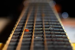 Fretboard of classical acoustic guitar with strings and a small red ladybug. A spotted bug sits on the neck of guitar next to the strings. Musical instrument and beetle insect close up. Music and art.