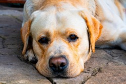Golden labrador retriever looking sadly at the camera. Pedigree domestic pet lying on the ground outdoors. The muzzle of a young dog with white fur close up. Pet portrait, homepet, friend.