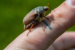 The maybug is crawling on a man's hand on a blurred background of green grass. Cockchafer, arthropod pest that causes damage to agriculture. Beetle on a spring sunny day. Extra close up.