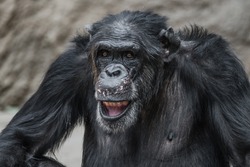 Portrait of funny and laughing Chimpanzee, close up adult, male