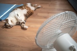 Portrait of a fat and big hairy domestic cat enjoying in front of a home ventilator during heatwave in Europe. Concept of global warming and animal welfare