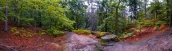 Panoramic view over magical enchanted fairytale forest with moss, lichen and fern at the hiking trail Malerweg in the national park Saxon Switzerland near Dresden, Saxony, Germany