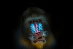 Mandrill - Free Stock Photo by Marc Aert on Stockvault.net