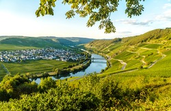Beautiful moselle valley with view to Trittenheim in Germany