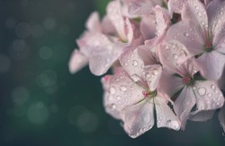 simple white pink geranium flowers in drops of water, macro, closeup, selective focus