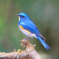 Blue bird, male Himalayan Bluetail (Tarsiger rufilatus) on a branch