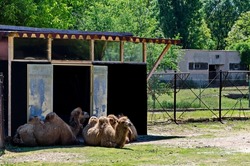 A family of camels is resting in the farmyard, Sofia, Bulgaria  