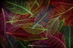 Digital art textures composition, Abstract colorful Skeleton magnolia leaves                       