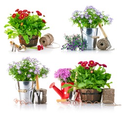 set garden flowers with tools isolated on white background