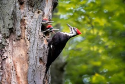 Adult pileated woodpecker feeding her two young offspring in an old tree in a forest.