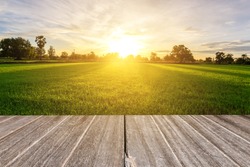 Rice field with vintage style wooden floor perspective in morning.