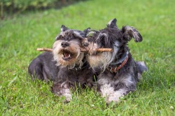 two black and silver miniature schnauzer dogs playing with the stick