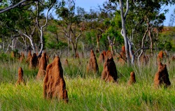 Magnetic Termite Mound in Litchfield National Park, Australia 
