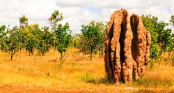 Termite mound Australia