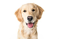 A young Golden Retriever Portrait isolated on white