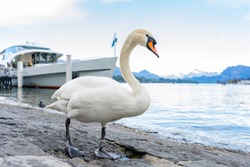 White swans standing on the bank near the pier of  lake Lucerne.