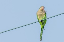 Monk parakeet posing with claw to beak while perched on a wire in New Orleans, LA, USA