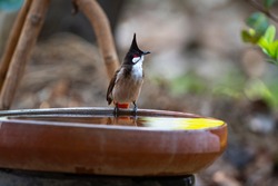 A red - whiskered bulbul is perching on rim of a water basin.