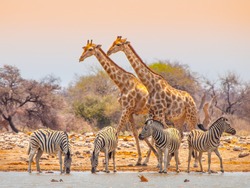 Two giraffes and four zebras at waterhole in Etosha National Park, Namibia