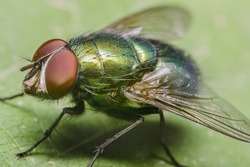 Green Housefly