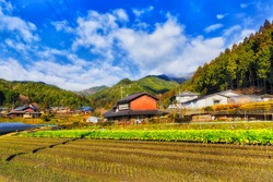 Spring onion crops on black soil in Japanese agricultural village on remote farm near Kyoto surrounded by farm houses and greenhouses.