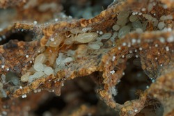 Termite white larvae on a termite nest,close up